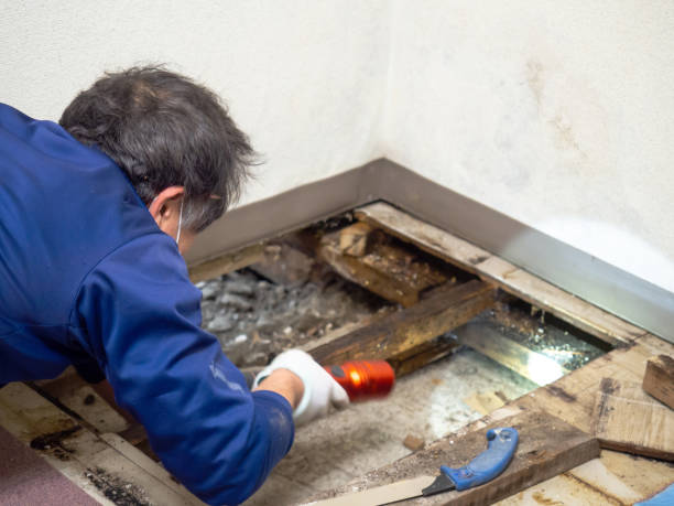 Best Mold Testing  in Safford, AZ
