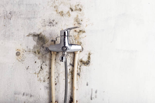 Best Certified Mold Removal  in Safford, AZ