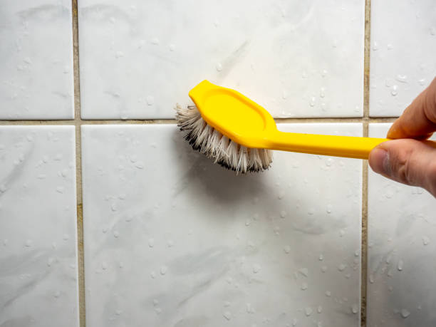 Trusted Safford, AZ Mold Removal Experts