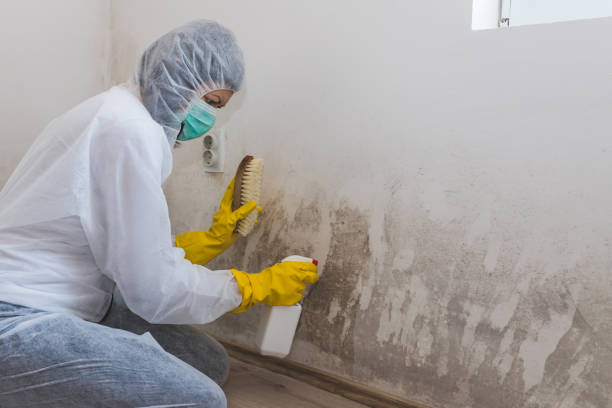 Best Emergency Mold Removal  in Safford, AZ