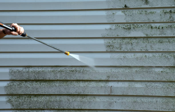Best Commercial Mold Removal  in Safford, AZ