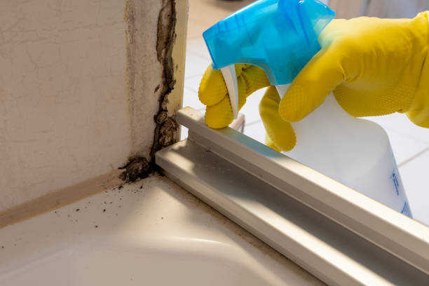 Home Mold Removal in Safford, AZ