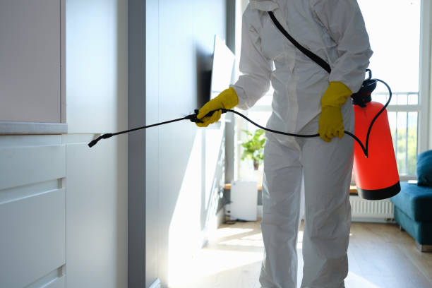 Best Attic Mold Removal  in Safford, AZ