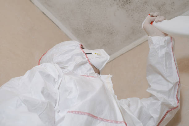 Best Best Mold Removal Companies  in Safford, AZ