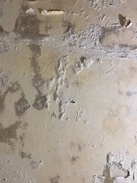 Best Emergency Mold Removal  in Safford, AZ