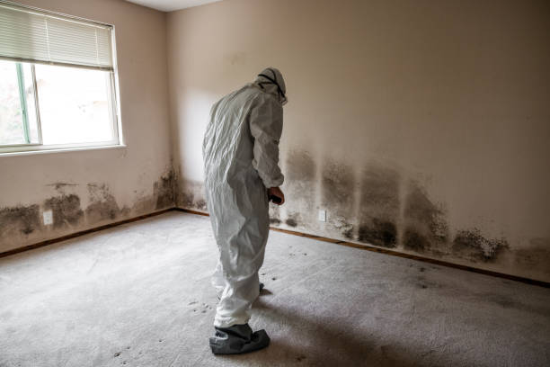 Mold Removal and Inspection in Safford, AZ