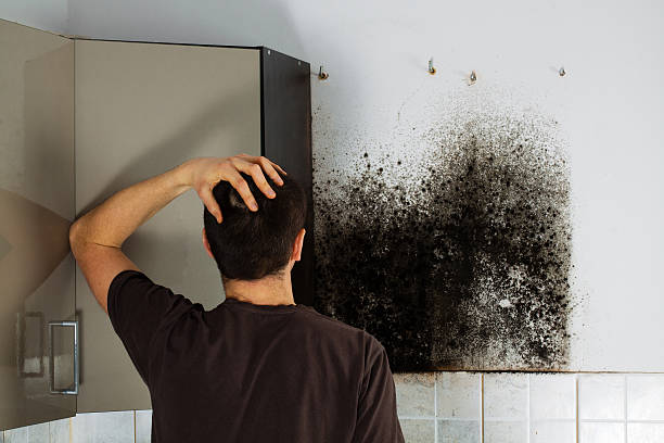 Best Mold Removal Near Me  in Safford, AZ