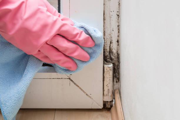 Best Fast Mold Removal  in Safford, AZ