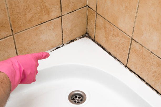 Best Mold Removal Company Near Me  in Safford, AZ
